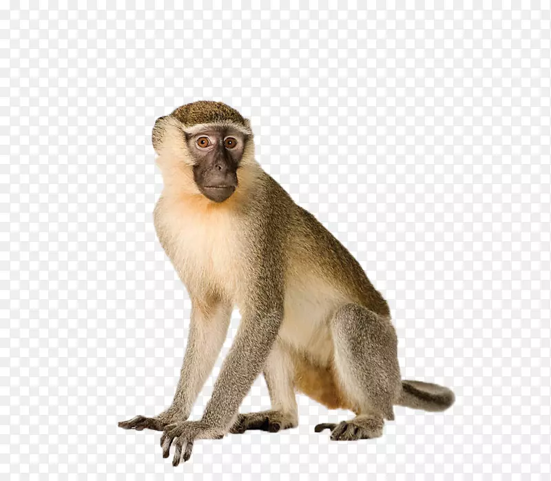 卷尾猴，白头卷尾猴，灵长类猩猩，疣猴