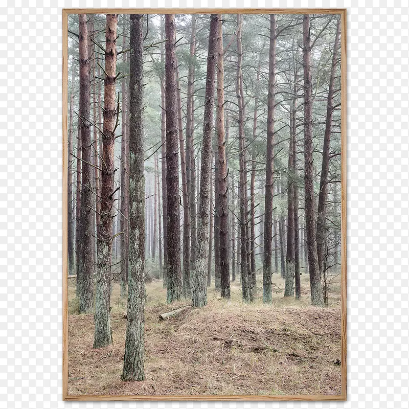 海报摄影森林-茂密的树木