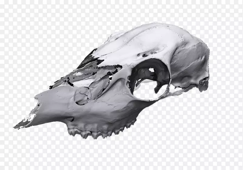 3D扫描仪颅骨图像扫描仪-动物颅骨