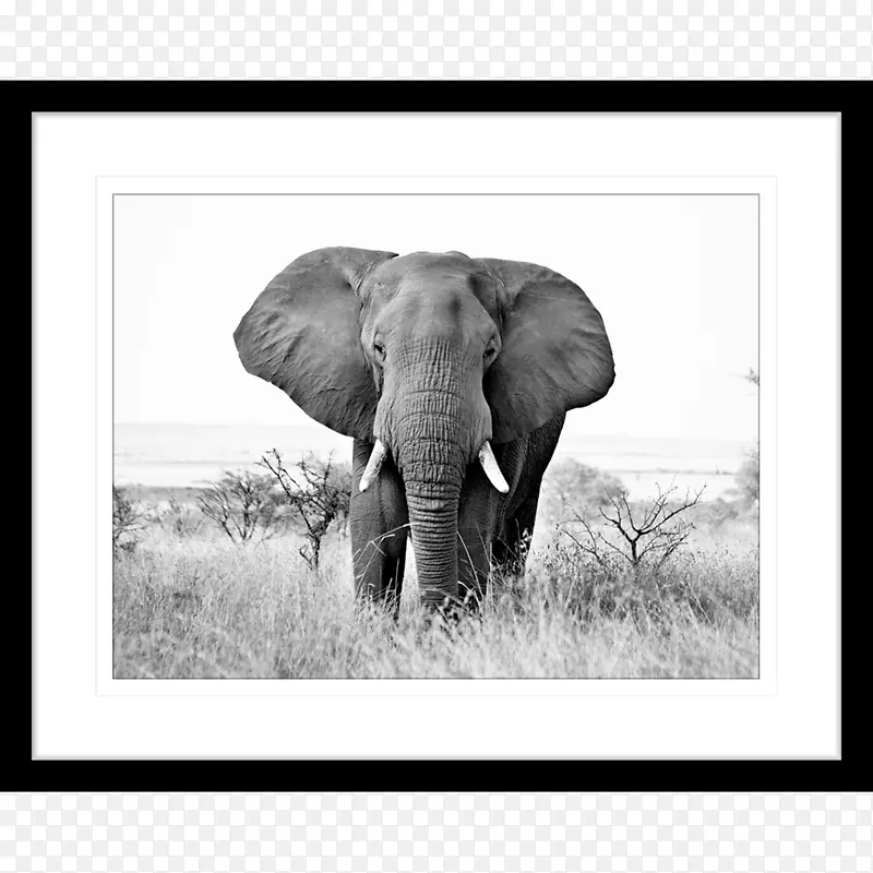 非洲象黑白印度象摄影-非洲象