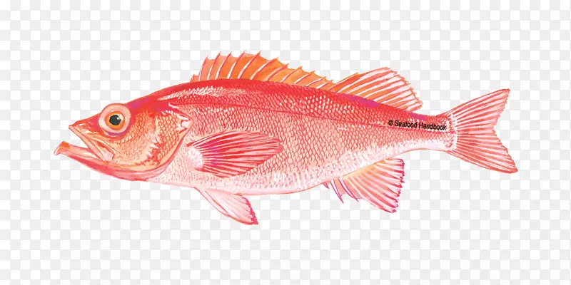 北红笛鲷鱼产品橙粗-泰