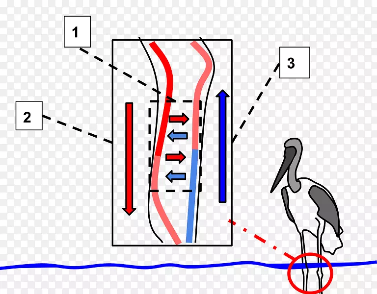 鸟喙逆流交换循环系统动脉血液-通过心脏的冷水珠。