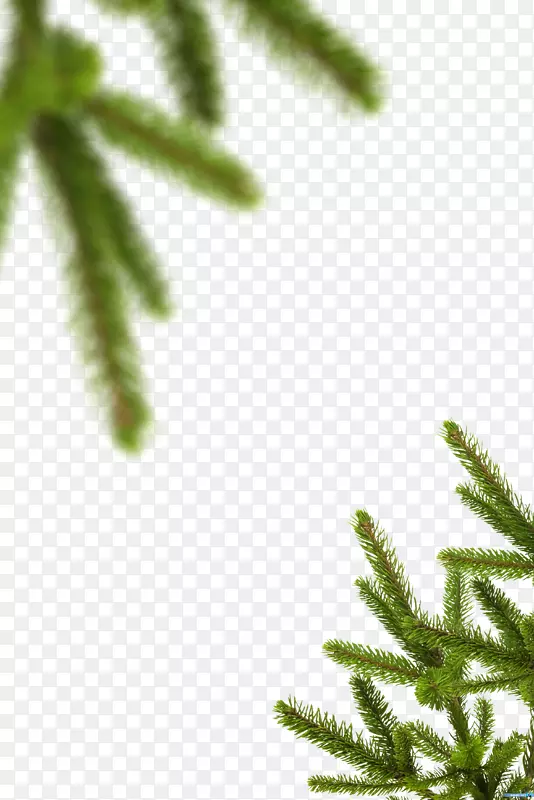 云杉常绿植被叶植物茎-创造圣诞树枝