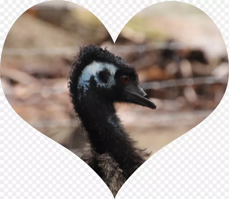 EMU油保健鸟-emu
