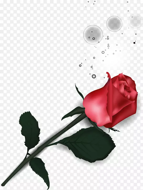 花园玫瑰，月季，蜈蚣玫瑰，花瓣花-浪漫玫瑰