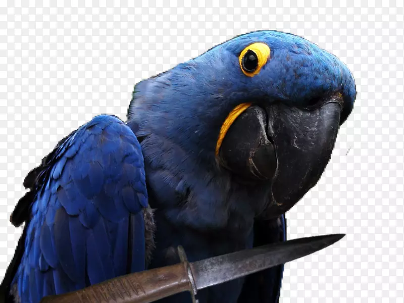 互联网论坛总裁兼首席执行官perroquet macaw-macaw
