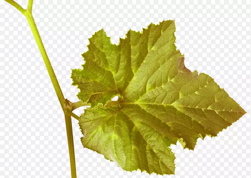 葡萄藤，葡萄酒，葡萄叶，植物叶-两片叶子