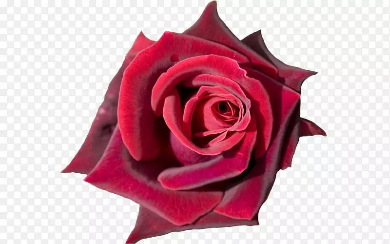 玫瑰花束桌面壁纸郁金香红玫瑰花特写