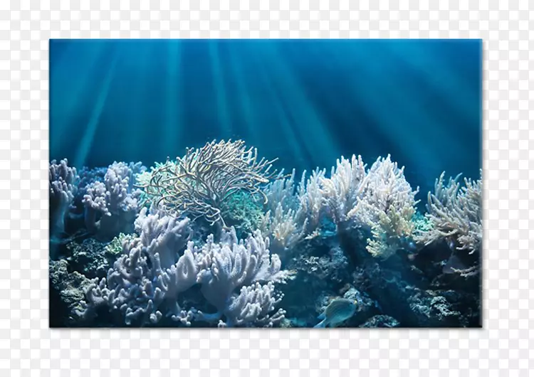 水母珊瑚礁水下红海