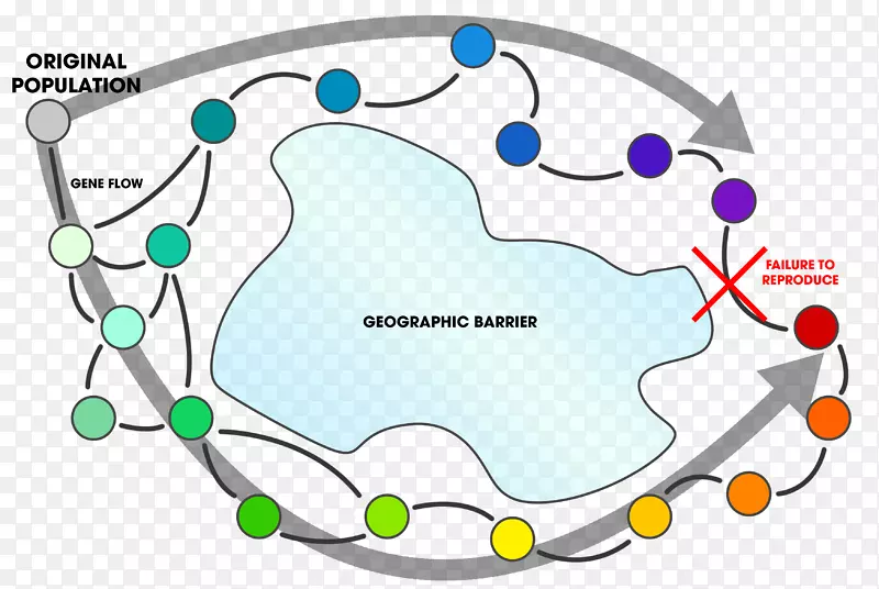 环种同形种地理隔离演化-Phi屏障