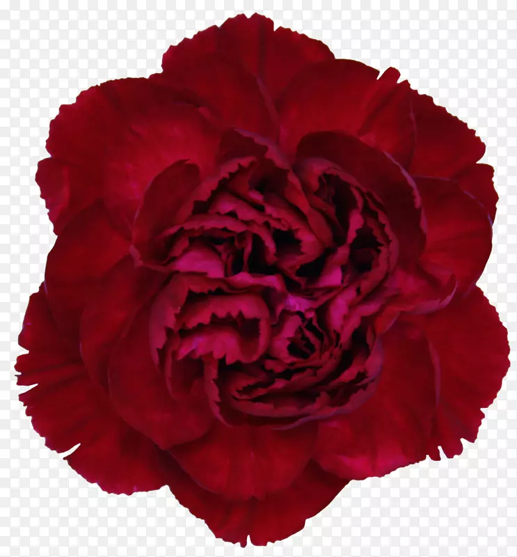 康乃馨玫瑰切花深红色康乃馨