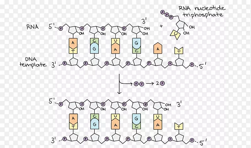 dna复制dna聚合酶转录rna-国庆装潢设计精美