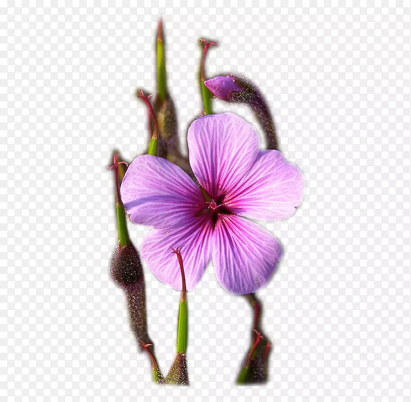 紫花瓣