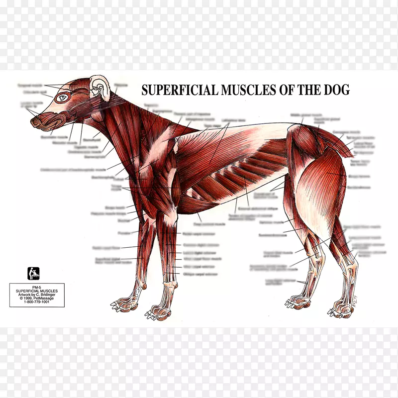 狗解剖人体肌肉