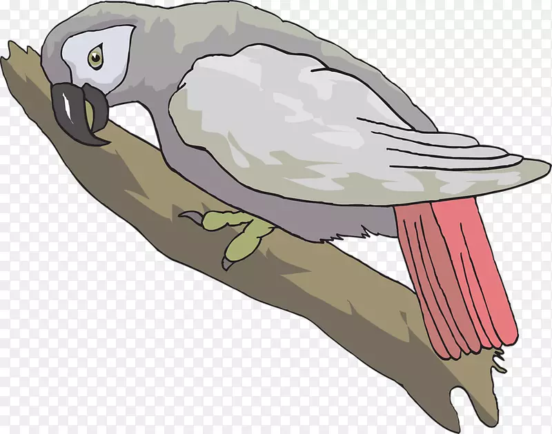 灰鹦鹉鸟夹艺术-鹦鹉