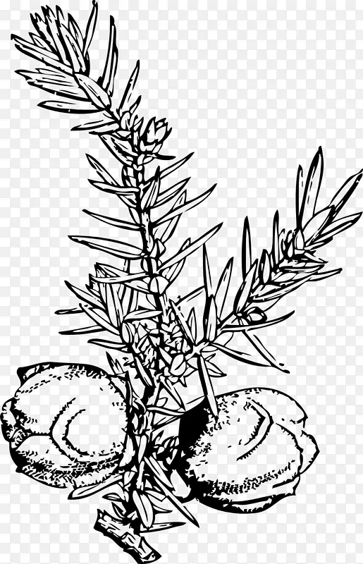 杜松(Juniperus Virginiana)-啤酒花(Juniper Juniperus Virginiana)
