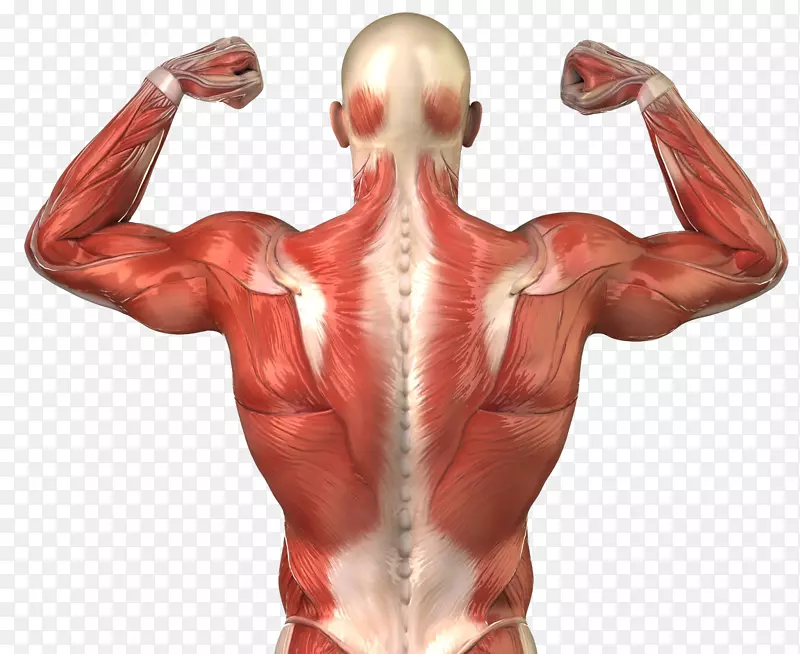 人体骨骼肌系统解剖-肌肉