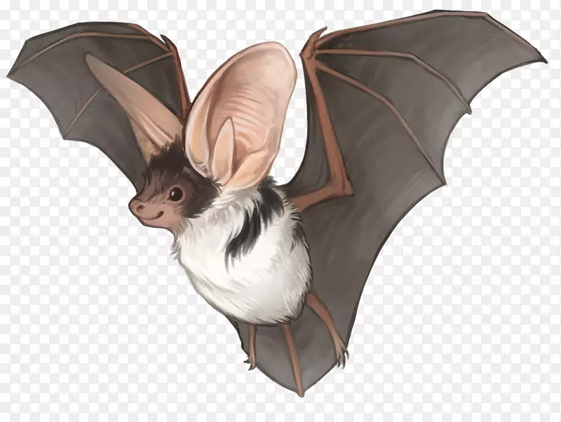 基蒂的猪鼻蝙蝠画有斑点蝙蝠普通吸血鬼蝙蝠手绘蝙蝠