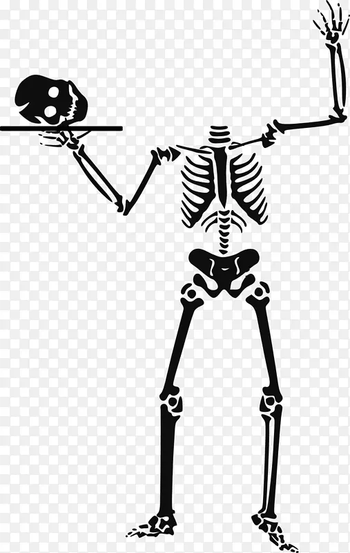 人体骨骼头盖骨剪贴术-骨骼