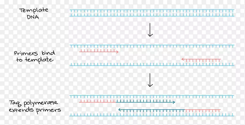 多聚酶链式反应引物dna聚合酶DNA测序-牙齿修复效果图