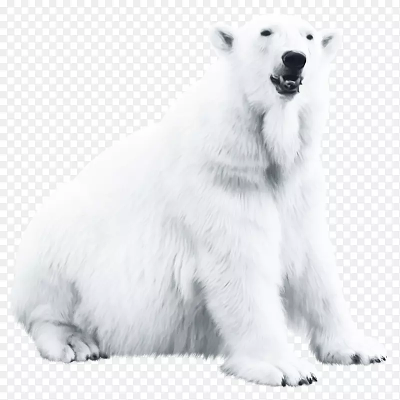北极熊博客-200