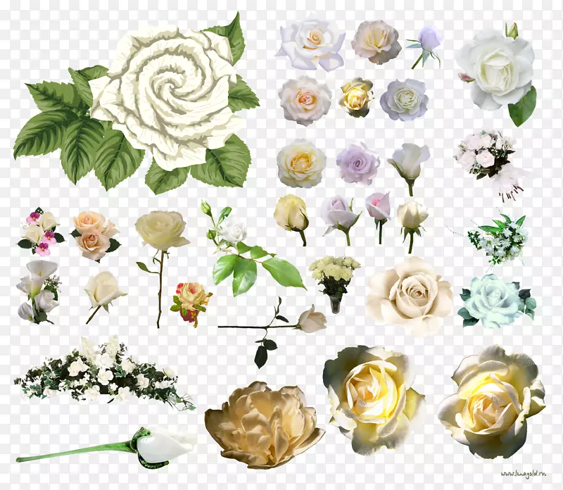 花园玫瑰，蜈蚣玫瑰，花卉剪贴画.陆地空间PSD
