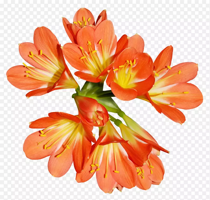 印加橙色百合插花艺术-花卉