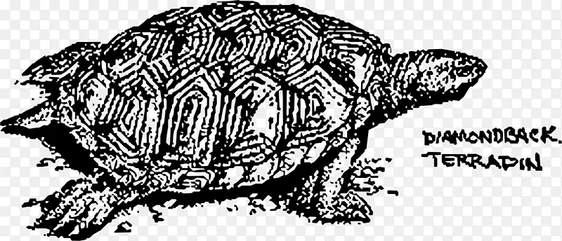 变异型忍者海龟画龟