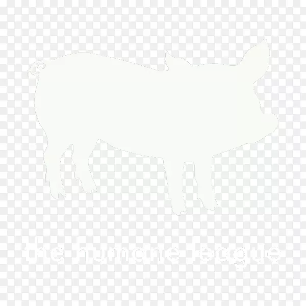 猪白鼻尾野生动物-猪