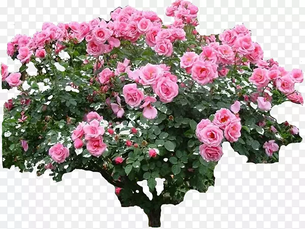 玫瑰花园植物