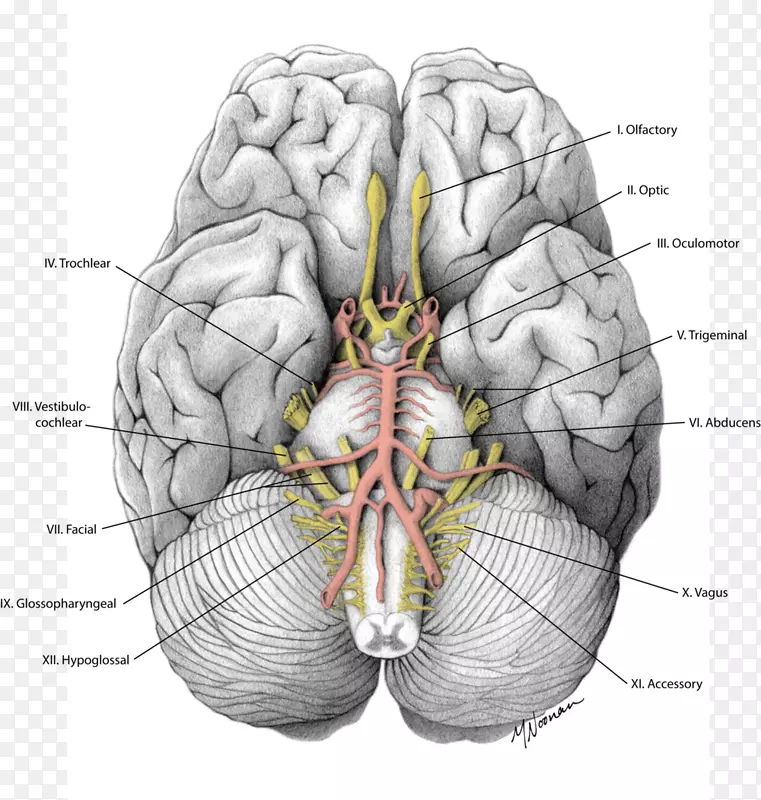 脑颅神经灰质解剖脑