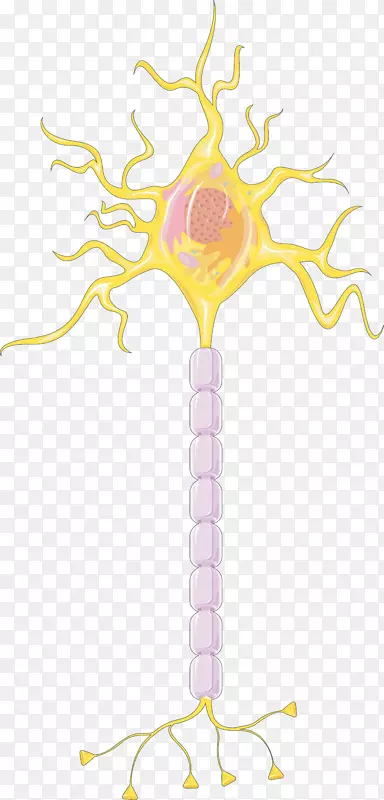 神经调节神经系统髓鞘细胞脑