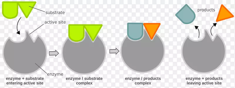 化学反应酶底物酶催化