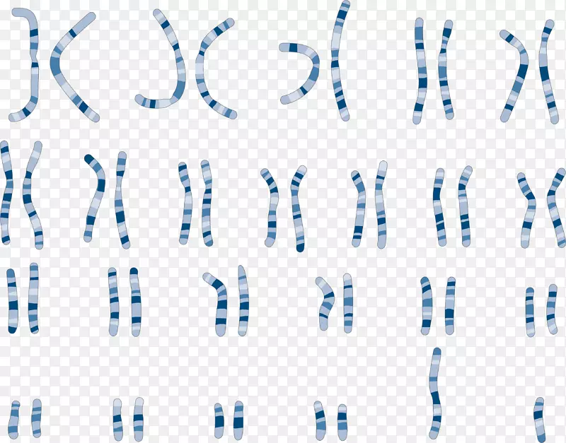 染色体核型遗传学比较基因组杂交染色体