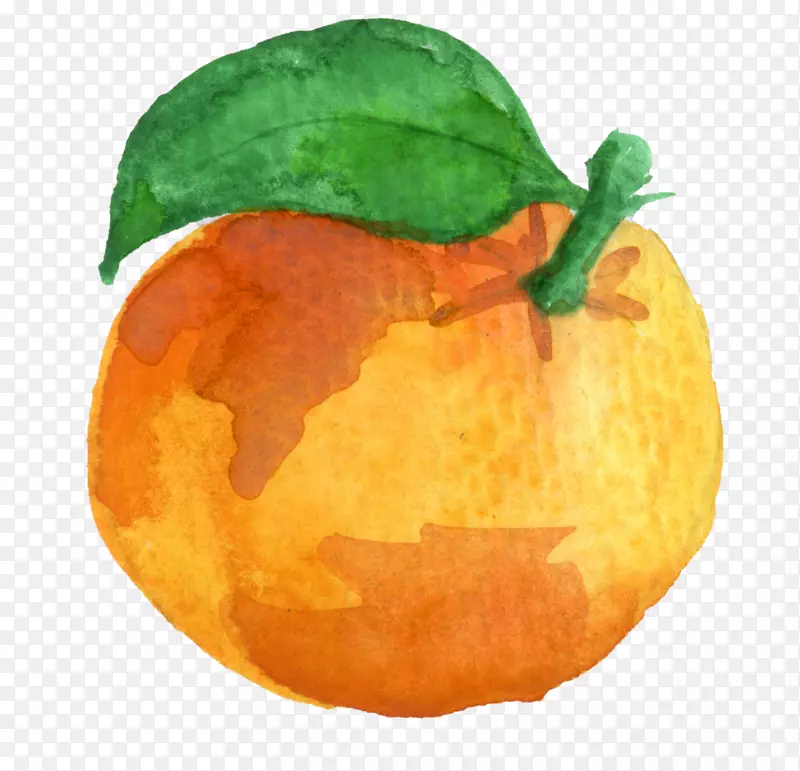 金银花，橘子，南瓜，橘子，水彩画