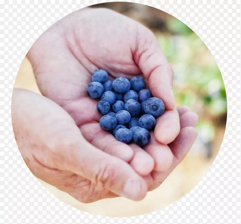 越橘超级食品有机食品-蓝莓