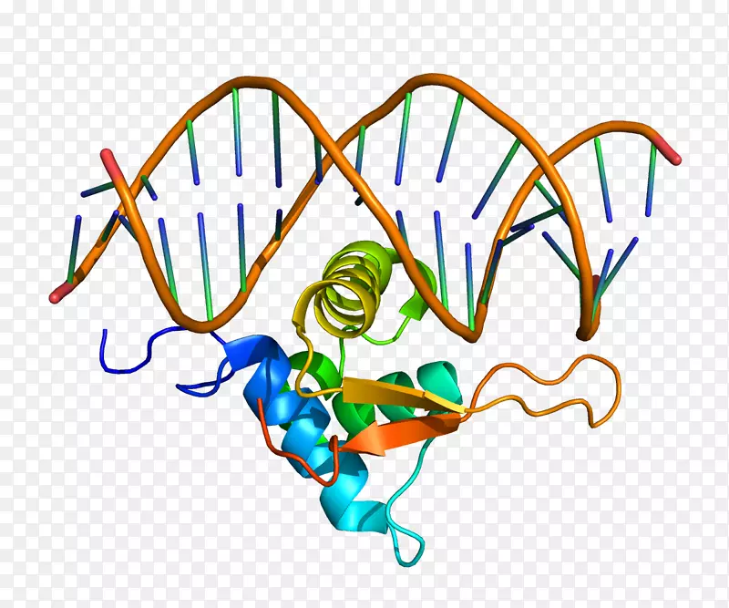 Foxo 1狐蛋白叉头结构域基因依赖于
