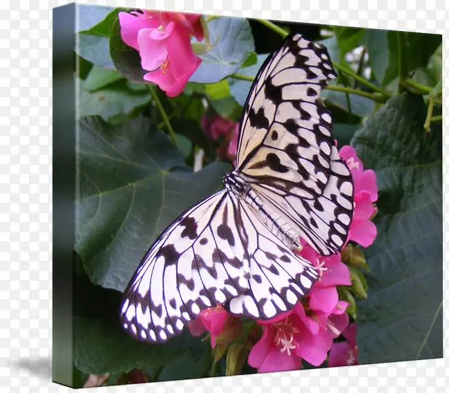 帝王蝶、若虫科、紫丁香色-光滑的蝴蝶
