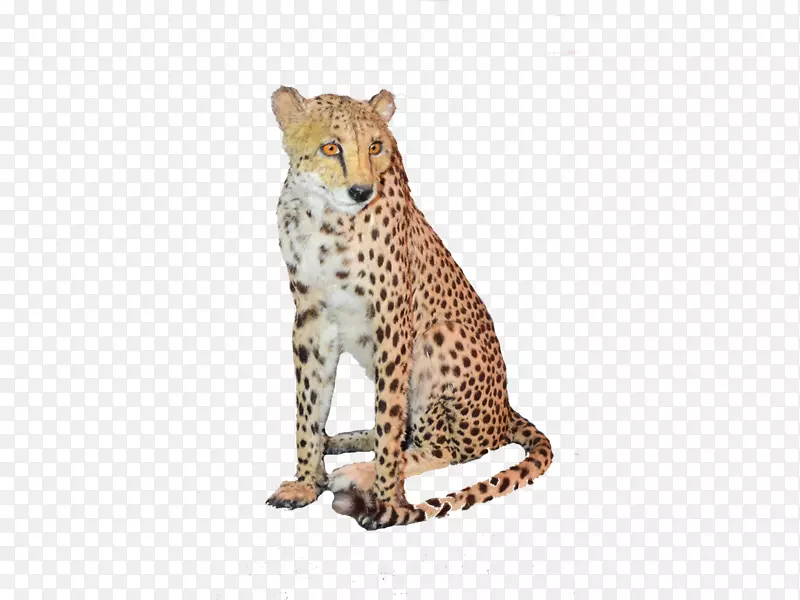猎豹，非洲艺术美洲豹-猎豹
