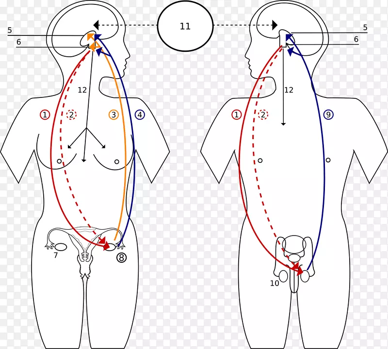 激素内分泌系统生殖系统功能男性内分泌腺
