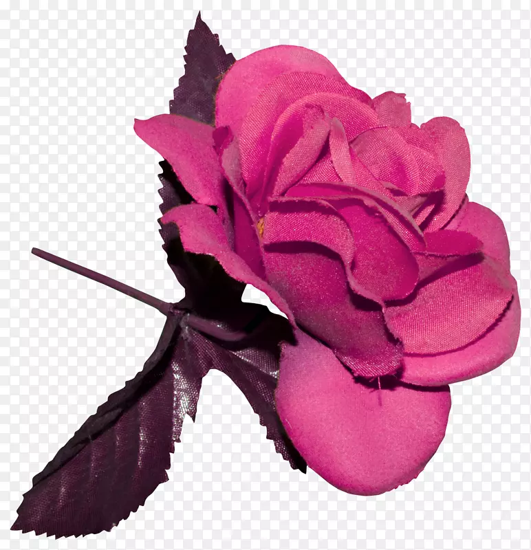 花园玫瑰、蜈蚣玫瑰、切花-妇女节元素