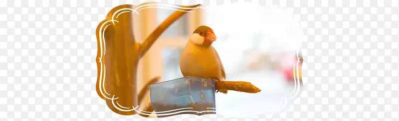 咖啡厅鸟笼鸡笼鸟笼及雀鸟