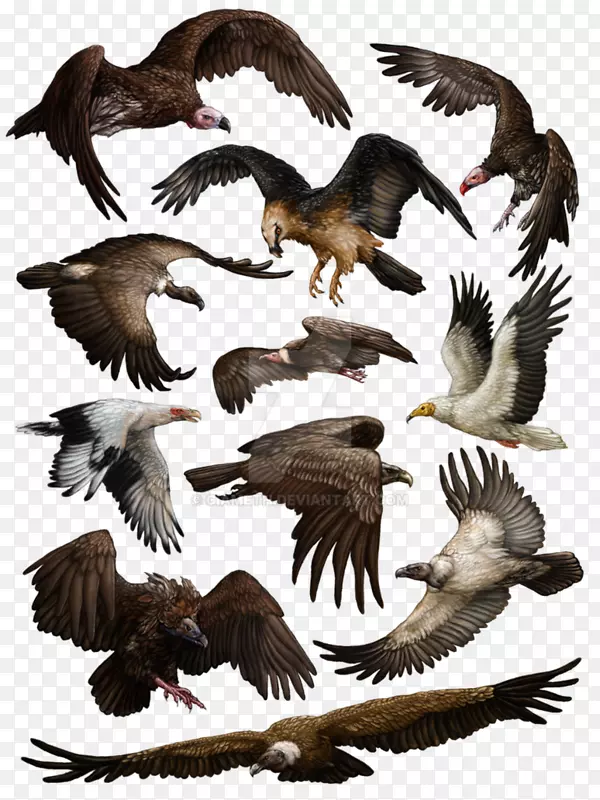鹰土耳其秃鹫