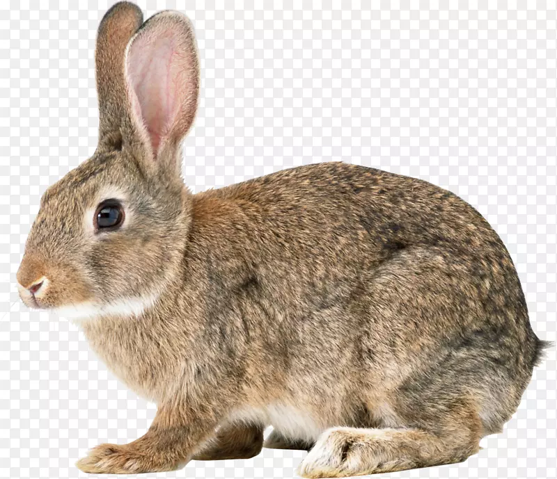 兔剪贴画-兔耳背景