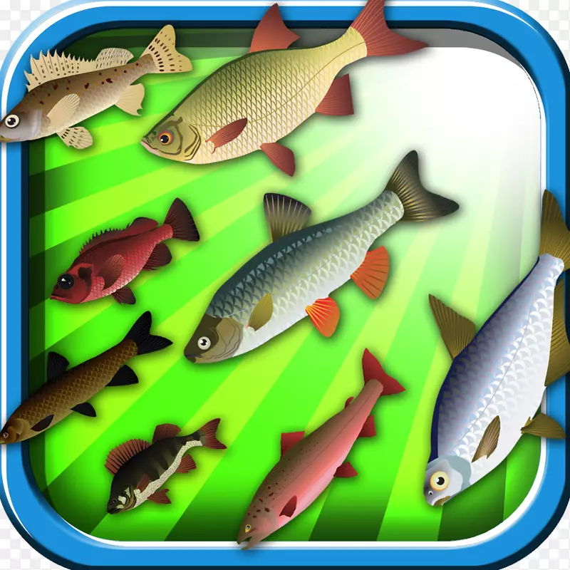 沙丁鱼生态系统海洋生物动物饲养鱼渔民