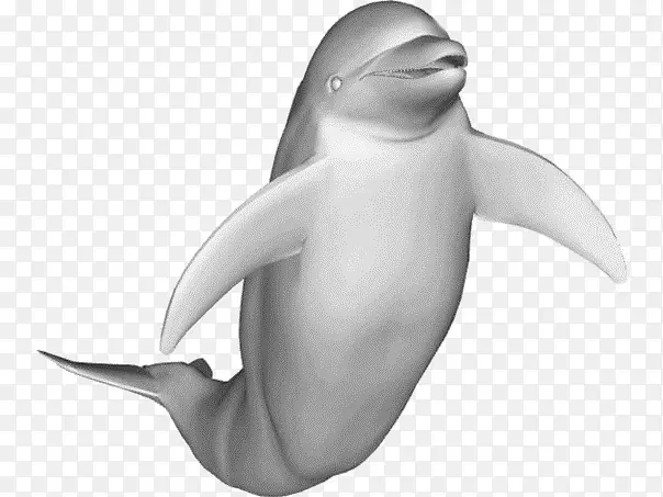 普通宽吻海豚三维建模三维计算机图形动画海豚