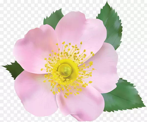 狗玫瑰插花艺术