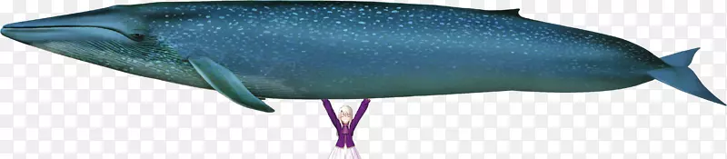 蓝鲸鳍鲸海洋-可爱的鲸鱼