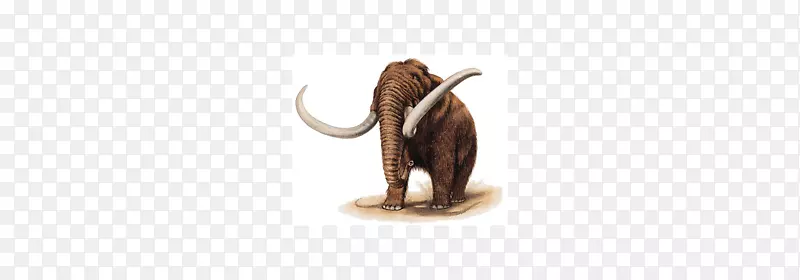 印度象猛犸野生动物-大象