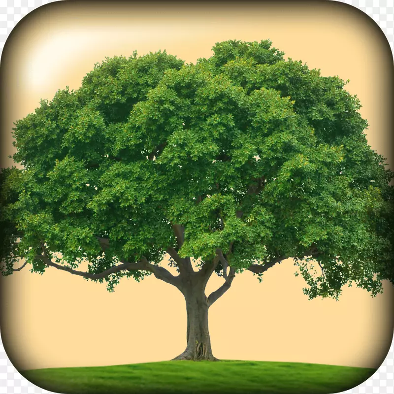 Ojai树乔木日橡树公园组织-家庭树5成员框架